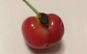 樱桃上有个小疙瘩还能吃吗