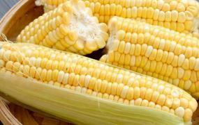 新鲜玉米常温下可以放多久
