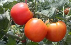 番茄保存一年方法