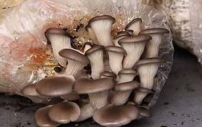 蘑菇里面变黑可以吃吗