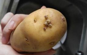 春天怎么防止土豆发芽
