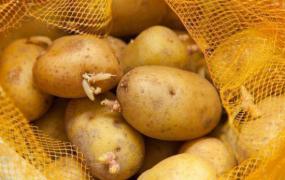 夏天土豆怎么储存不生芽