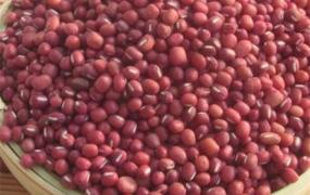 如何防止红豆生虫