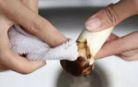 松茸菌的清洗方法