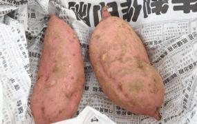 怎样防止红薯发芽