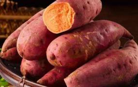 红薯如何保存一年