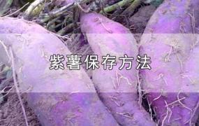 紫薯保存方法