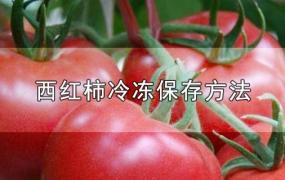 西红柿冷冻保存方法