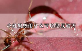 小红蚂蚁用什么可以彻底消灭