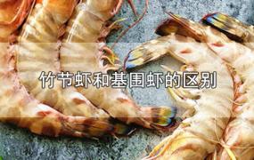 竹节虾和基围虾的区别