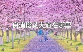 良渚樱花大道在哪里