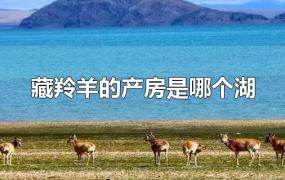 藏羚羊的产房是哪个湖