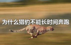 为什么猎豹不能长时间奔跑