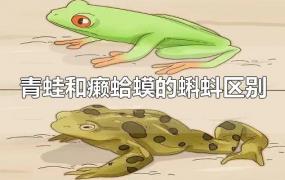 青蛙和癞蛤蟆的蝌蚪区别