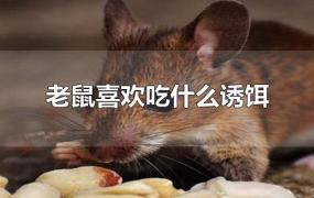 老鼠喜欢吃什么诱饵