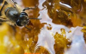 蜜蜂糖的功效与作用 蜜蜂糖什么时候吃最好