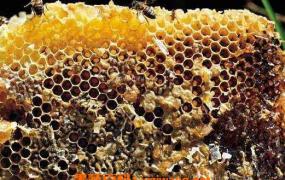 蜜蜂夏季养殖注意有哪些事项 夏季蜜蜂养殖的注意事项
