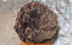 野生蜜蜂窝可以吃吗 蜜蜂窝怎么吃最好