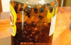 虎头蜂酒的功效与作用 虎头蜂酒有什么危害