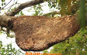 野蜂巢的作用与功效 吃野蜂巢的好处