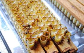 蜂王浆怎么吃 蜂王浆的食用方法