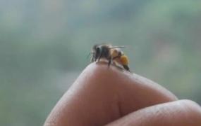 蜜蜂蛰了怎么消肿止痛 蜜蜂蛰消肿的最快方法