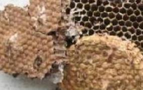 炙蜂房与蜂房的区别 蜂房的功效与作用