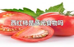 西红柿是感光食物吗