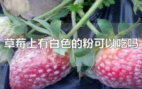 草莓上有白色的粉可以吃吗