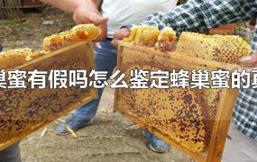 蜂巢蜜有假吗怎么鉴定蜂巢蜜的真假