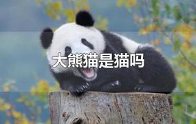 大熊猫是猫吗
