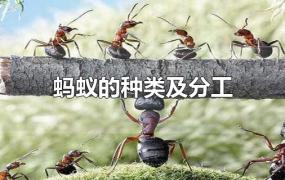 蚂蚁的种类及分工