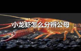 小龙虾怎么分辨公母