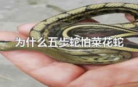 为什么五步蛇怕菜花蛇