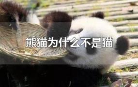 熊猫为什么不是猫