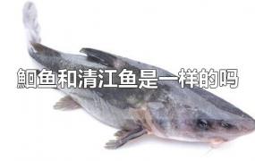 鮰鱼和清江鱼是一样的吗