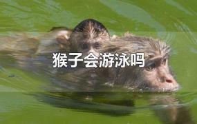 猴子会游泳吗