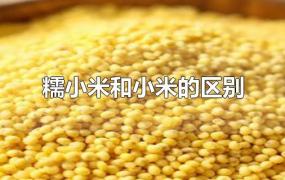 糯小米和小米的区别