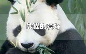 熊猫的爱好