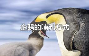 企鹅的哺乳方式