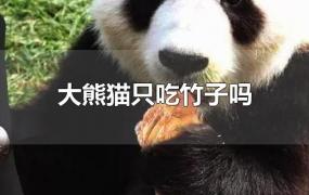 大熊猫只吃竹子吗