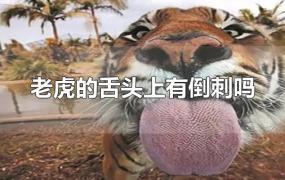 老虎的舌头上有倒刺吗