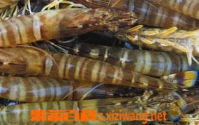 基围虾的功效与作用 吃基围虾的好处