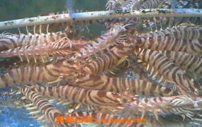 斑节虾与九节虾的区别