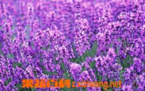 紫色花种类图片和名称