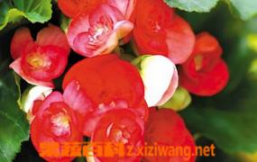 盆栽海棠花的种类图片