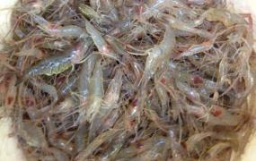 淡水虾的营养价值及功效 吃淡水虾的好处