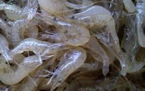 淡水小虾的营养价值 淡水小虾米怎么做好吃