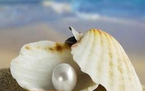 珍珠蚌壳的药用价值