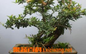 盆栽石榴树的种植方法